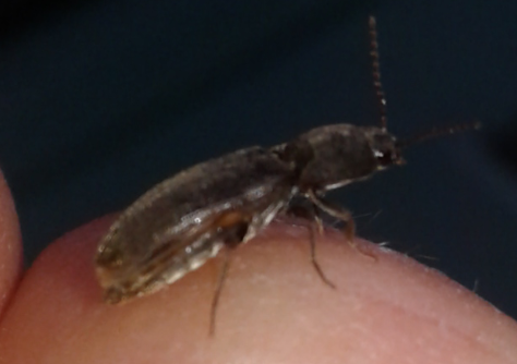 Elateridae 5